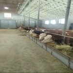 Satılır Torpaq Xaçmaz / Xudat 9