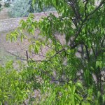 Satılır Torpaq, Novxanı, Abşeron rayonu 4