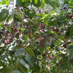 Satılır 3 otaqlı Həyət evi/villa Sumqayıt 13