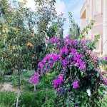Kirayə (günlük) 8 otaqlı Bağ evi, Mərdəkan, Xəzər rayonu 6