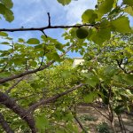 Продажа 6 комнатная Дома/Виллы, Новханы, Абшерон район 7