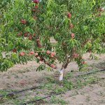 Продажа Участок Хачмаз 7