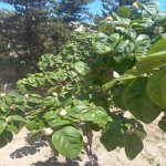 Satılır 4 otaqlı Həyət evi/villa, Bilgəh qəs., Sabunçu rayonu 21