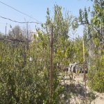 Satılır Torpaq, Novxanı, Abşeron rayonu 1