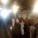 Продажа Объект, Новханы, Абшерон район 13