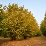 Продажа Участок Огуз 3