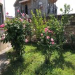 Kirayə (günlük) 4 otaqlı Həyət evi/villa Qəbələ 38