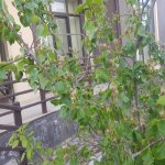 Satılır 6 otaqlı Bağ evi, Goradil, Abşeron rayonu 7