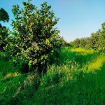 Satılır Torpaq Xaçmaz / Xudat 4