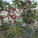 Satılır 5 otaqlı Bağ evi, Türkan, Xəzər rayonu 6