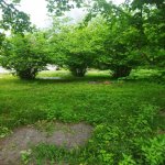 Satılır Torpaq Qəbələ 1