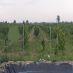 Satılır Torpaq Xaçmaz 5