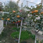 Satılır Həyət evi/villa, Abşeron rayonu 26