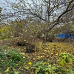 Satılır Torpaq Qəbələ 5