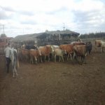 Satılır Obyekt Saatlı 26
