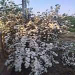 Kirayə (aylıq) 4 otaqlı Bağ evi, Goradil, Abşeron rayonu 7