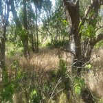 Satılır Torpaq, Novxanı, Abşeron rayonu 11