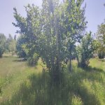 Satılır Torpaq Qəbələ 30