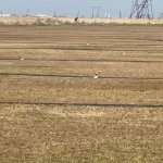 Satılır Torpaq, Buzovna, Xəzər rayonu 3