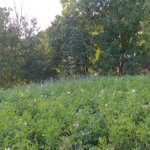 Satılır Torpaq Şamaxı 12