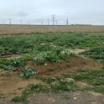 Satılır Torpaq, Masazır, Abşeron rayonu 10