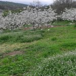 Satılır Torpaq Quba 2