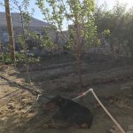 Продажа 4 комнатная Дома/Виллы, Абшерон район 2