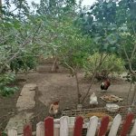 Kirayə (aylıq) 5 otaqlı Həyət evi/villa, Masazır, Abşeron rayonu 2
