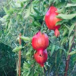 Продажа 7 комнатная Дома/Виллы, Мярдякан, Хязяр район 8