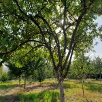 Kirayə (günlük) 2 otaqlı Həyət evi/villa İsmayıllı 13
