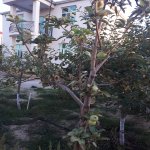 Satılır 4 otaqlı Bağ evi, Koroğlu metrosu, Pirşağı qəs., Sabunçu rayonu 31