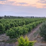 Продажа Участок Хачмаз 13