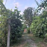 Kirayə (günlük) 3 otaqlı Həyət evi/villa İsmayıllı 4