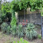Kirayə (günlük) 3 otaqlı Həyət evi/villa Şəki 9