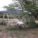 Kirayə (günlük) 3 otaqlı Bağ evi İsmayıllı 3