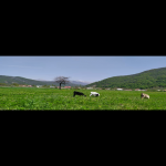 Satılır Torpaq İsmayıllı 3