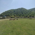 Satılır Torpaq Qəbələ 16