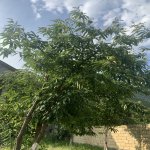 Satılır 5 otaqlı Həyət evi/villa Qax 13