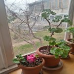 Kirayə (günlük) 3 otaqlı Həyət evi/villa Şəki 9