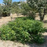 Продажа Участок Мингячевир 6