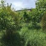 Satılır 3 otaqlı Bağ evi Xızı 4