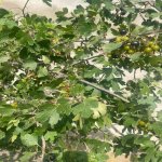 Kirayə (aylıq) 4 otaqlı Bağ evi, Buzovna, Xəzər rayonu 6