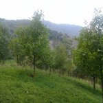 Satılır Torpaq İsmayıllı 13