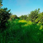 Satılır Torpaq Xaçmaz / Xudat 8