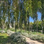 Kirayə (aylıq) 5 otaqlı Bağ evi, Mərdəkan, Xəzər rayonu 15
