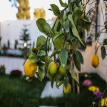 Satılır 5 otaqlı Həyət evi/villa, Şüvəlan, Xəzər rayonu 12