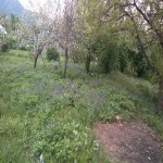 Satılır Torpaq Qəbələ 4