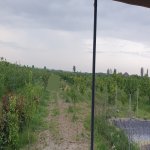 Satılır Torpaq Xaçmaz 4