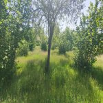 Satılır Torpaq Qəbələ 32