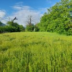 Satılır Torpaq Qəbələ 4